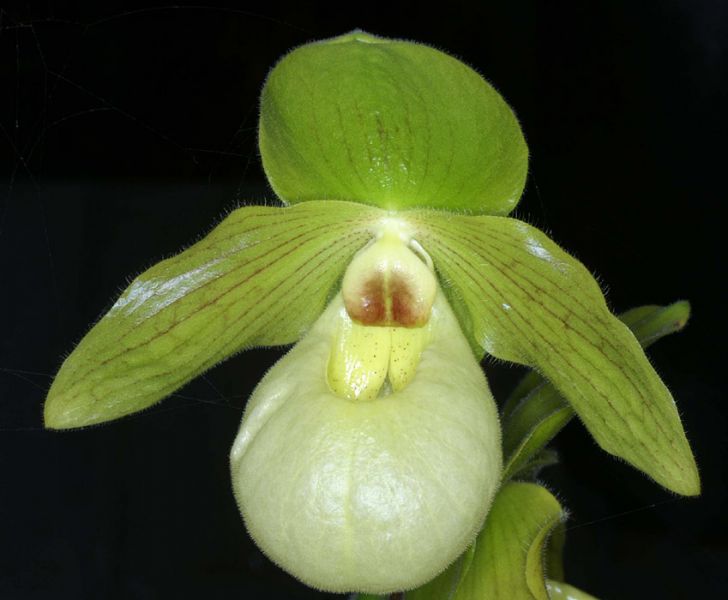Paphiopedilum malipoense - Lan hài xanh