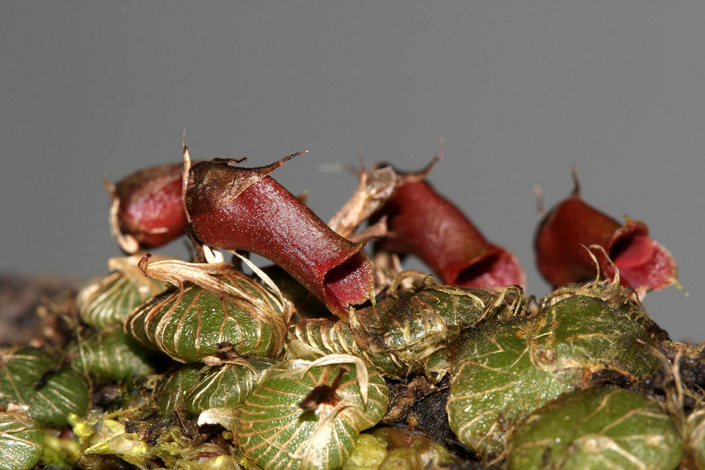 Lan trứng ốc - Porpax elwesii