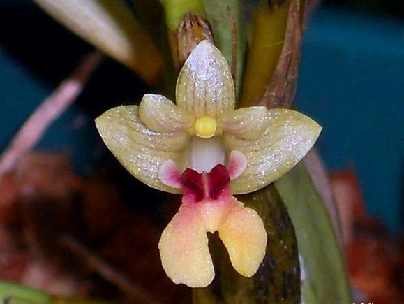 Lan thạch hộc Ban Ca - Flickingeria bancana