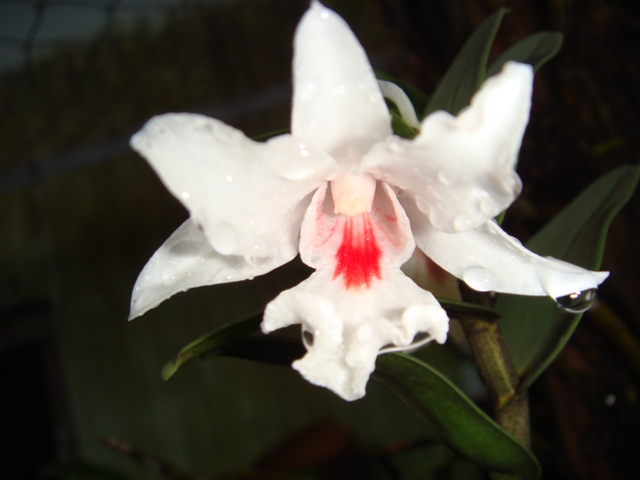 Hoàng thảo Dendrobium Schildhaueri