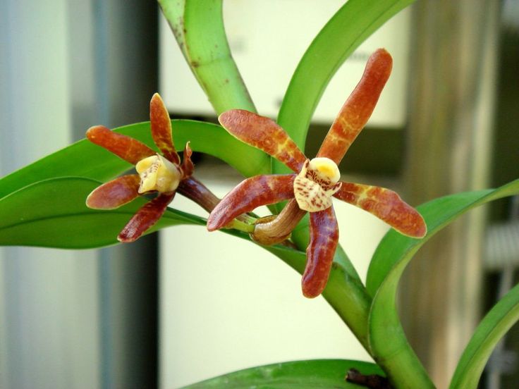 Armodorum siamense
