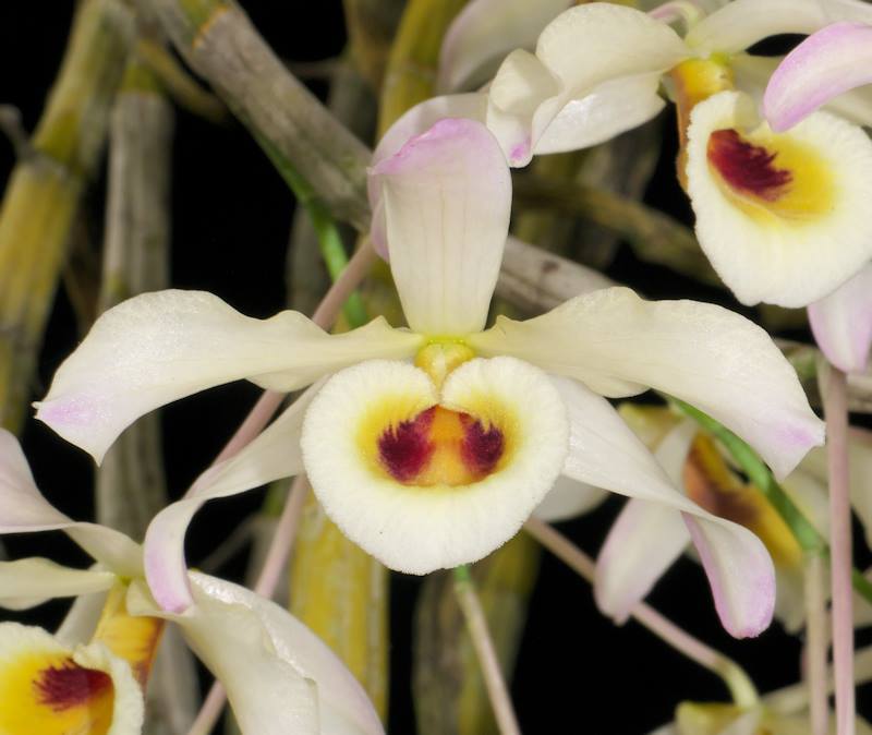 Hoàng phi hạc - Dendrobium signatum