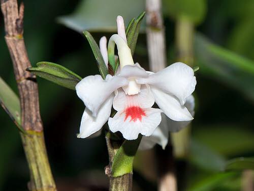 Bạch trinh nữ - Dendrobium virgineum