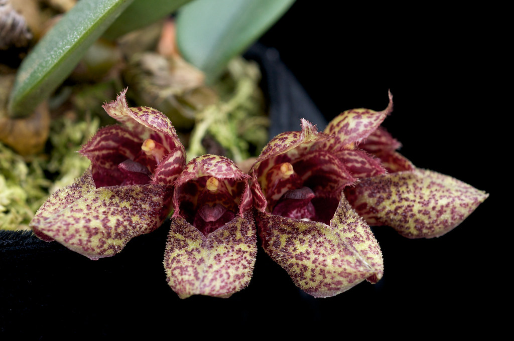 Lan lọng giầy - Bulbophyllum frostii