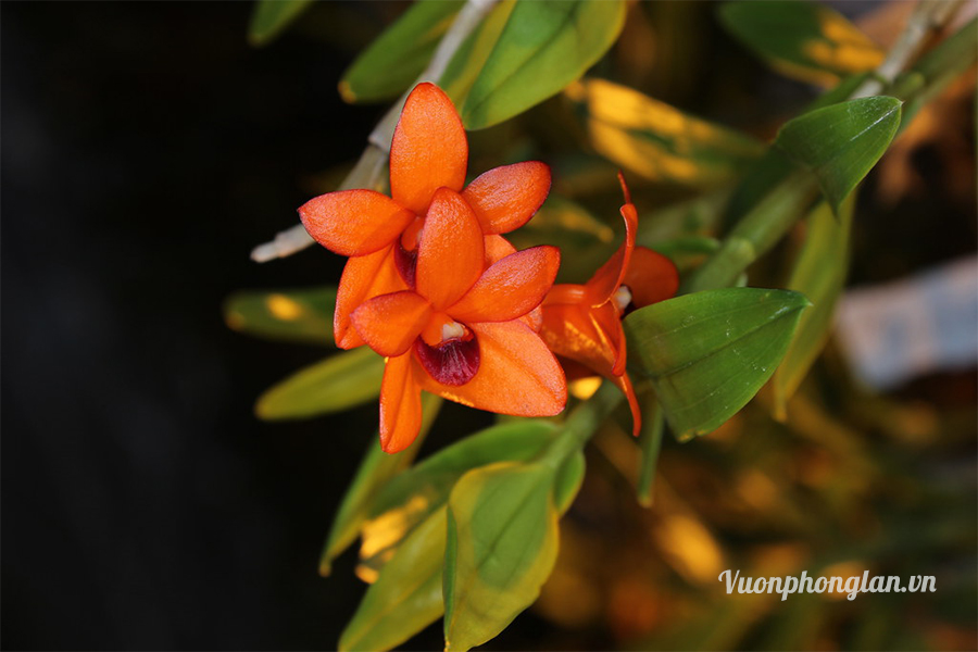 Lan Hoàng thảo mohlianum - Dendrobium mohlianum