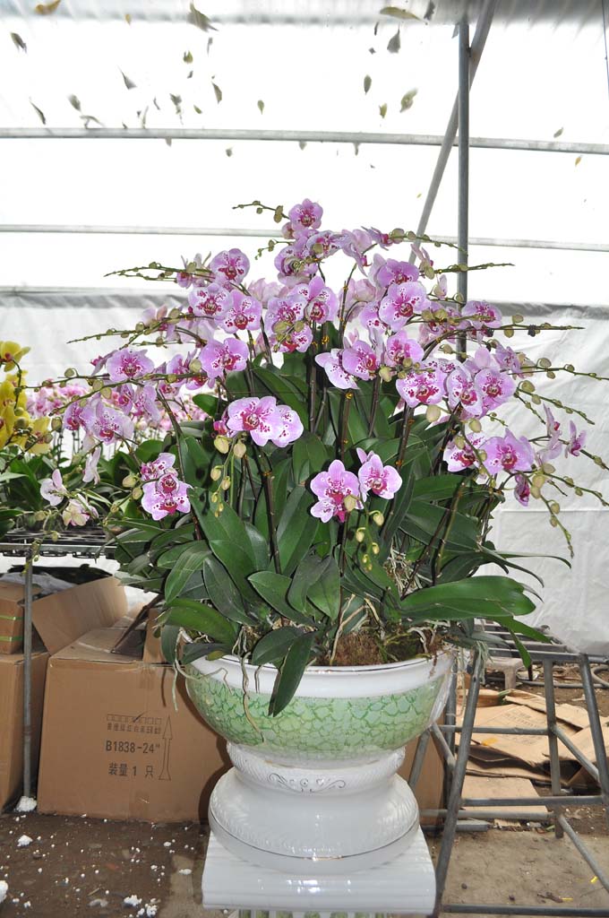 Chậu Hoa Phong Lan Đại Hồ Điệp với 36 cần hoa