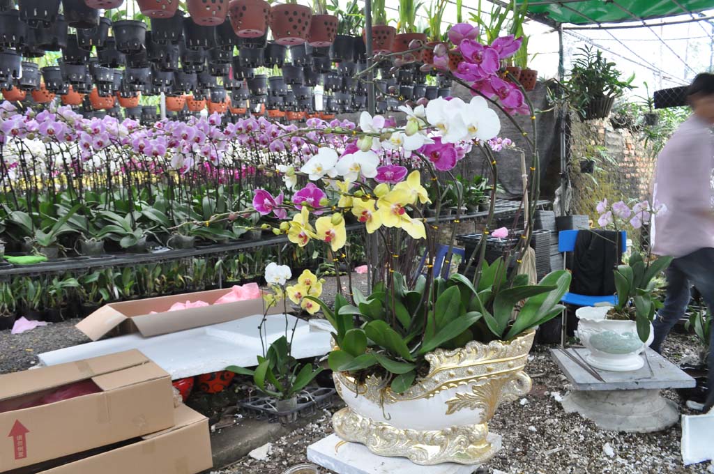 Thuyền hoa lan Đại Hồ Điệp chơi Tết với 12 cần hoa