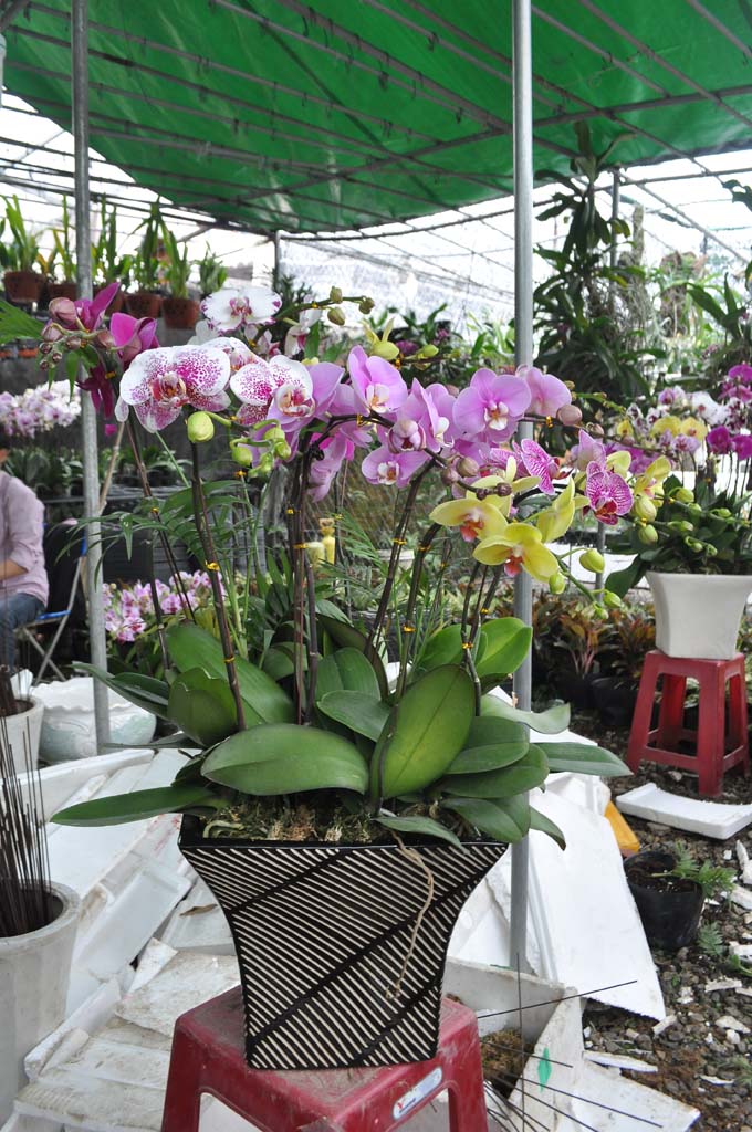 Chậu Lan hồ điệp