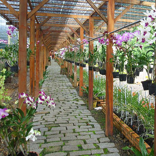 1001 kiểu thiết kế mẫu vườn lan đẹp ở Việt Nam