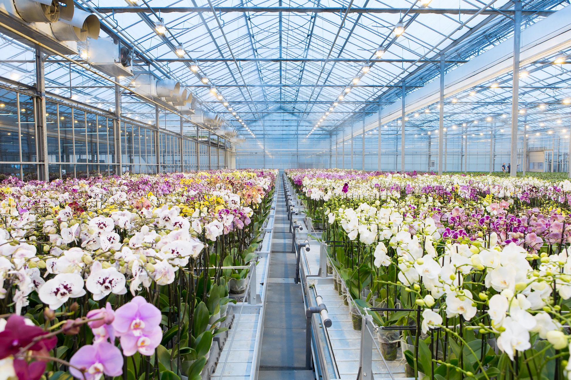 Tổng hợp các cách trồng lan tại nhà hiệu quả