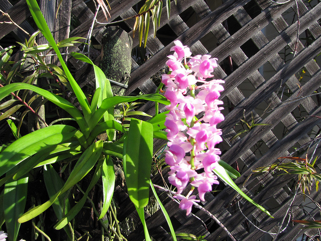 Hướng dẫn cách trồng và chăm sóc Quế lan hương 