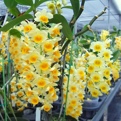 Tìm hiểu cách trồng kiều thủy tiên