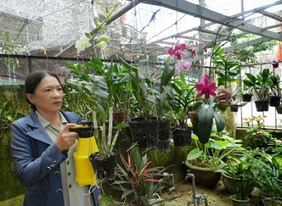 Khắc phục cây lan thiếu hoặc thừa nước