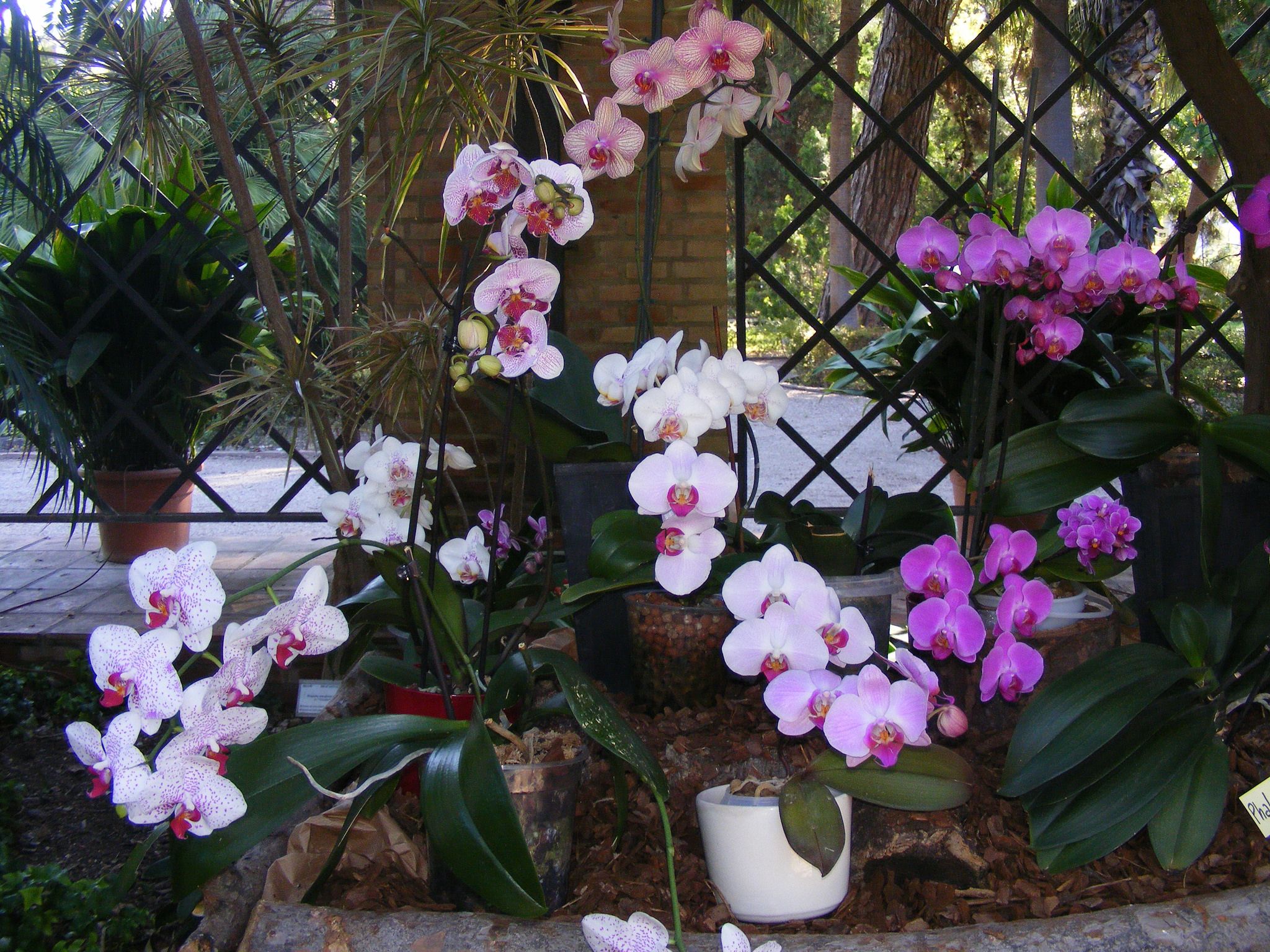 Tuyệt chiêu chăm sóc hoa lan khi đi du lịch