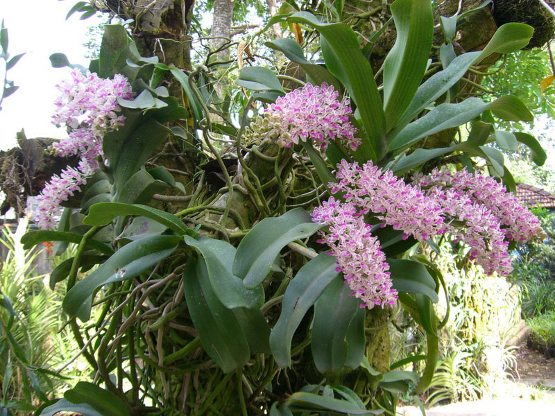 Chú ý khi chăm sóc lan ghép gốc