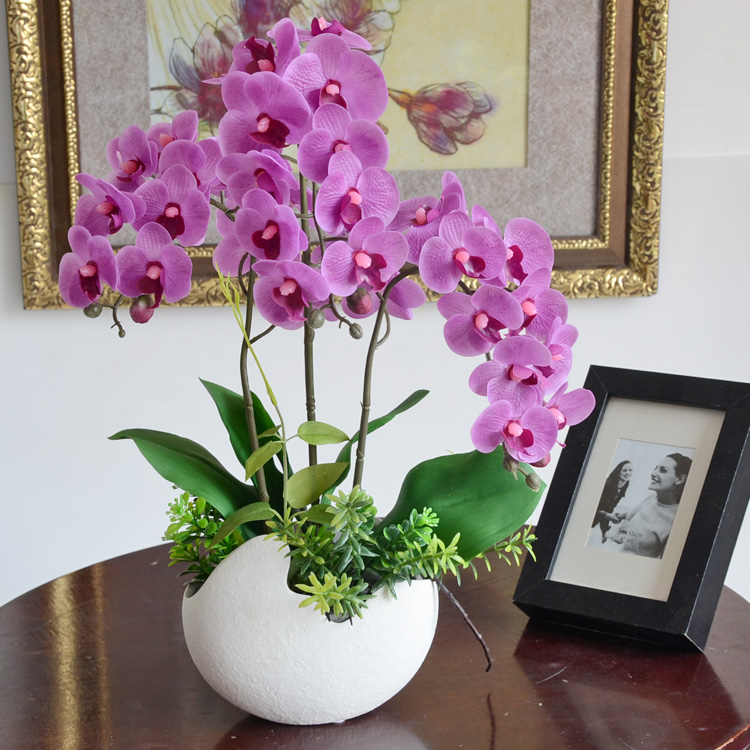 Bí kíp chăm sóc lan hồ điệp sau khi thay chậu