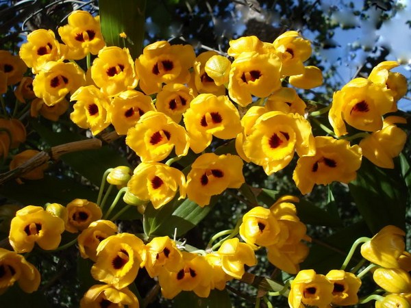 Hướng dẫn chăm sóc lan Long Xuân Tu