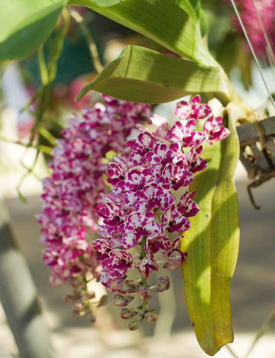Hướng dẫn chăm sóc Lan Đai Châu phát triển tốt