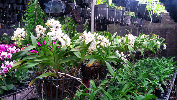 Bí quyết chống rét cho cây lan