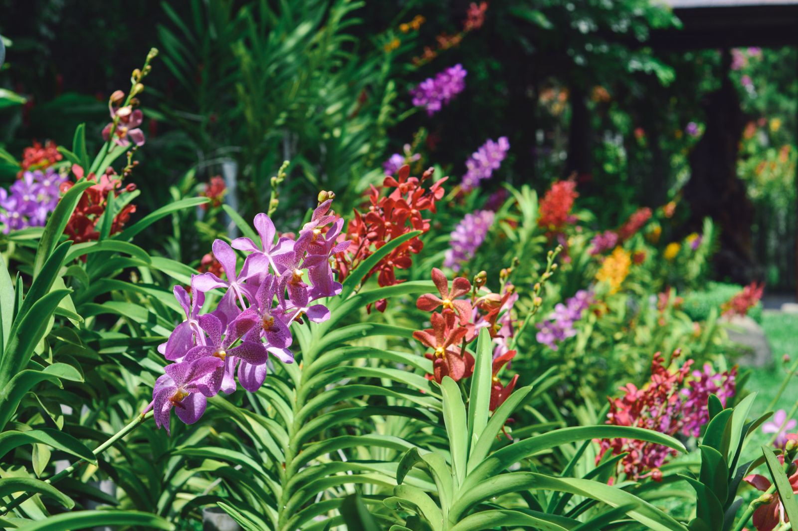 Cách đo cường độ ánh sáng vườn lan