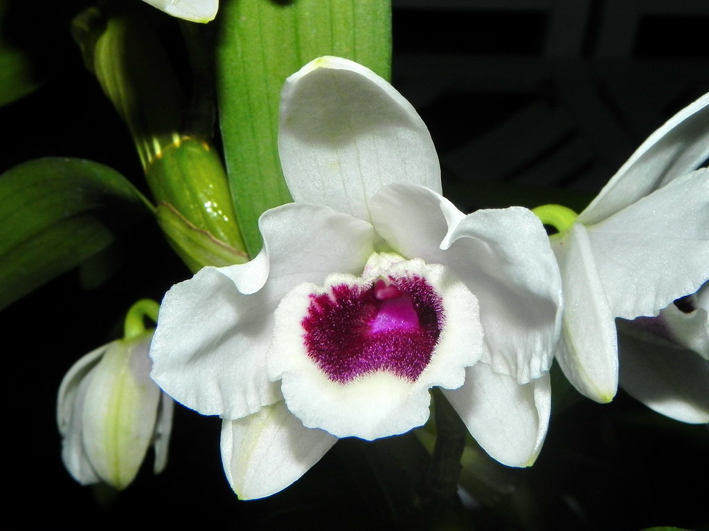 Tìm hiểu lan Dendro Xuân 5 cánh trắng lưỡi tím