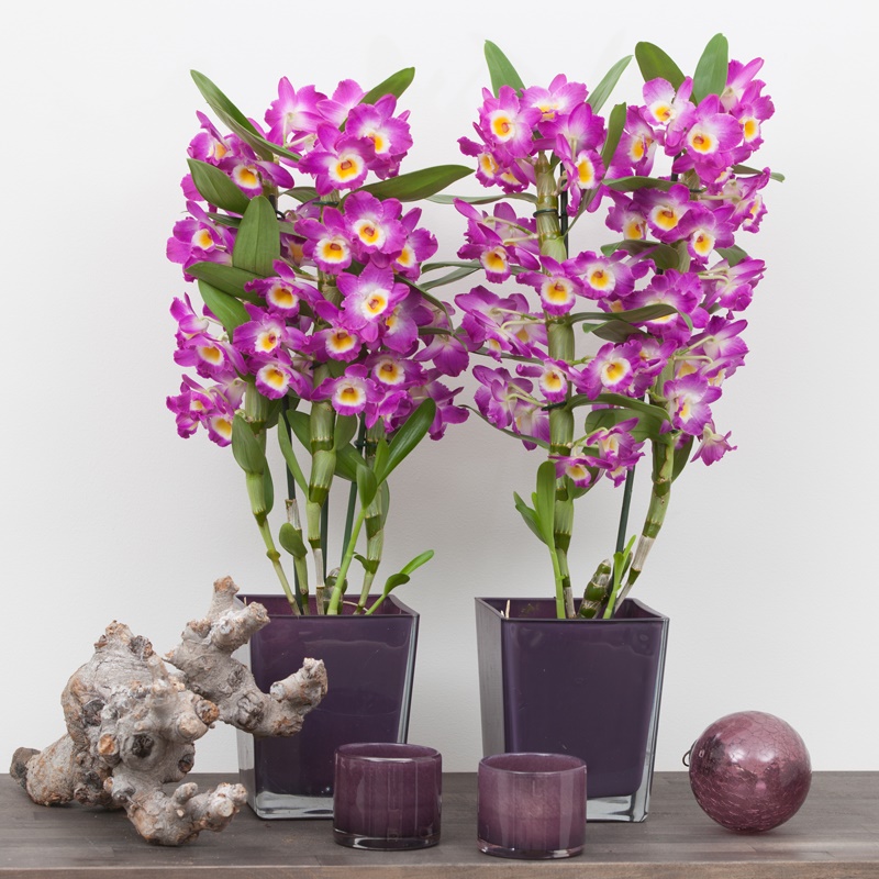 Hướng dẫn cách trồng lan Dendro Xuân nở rực rỡ