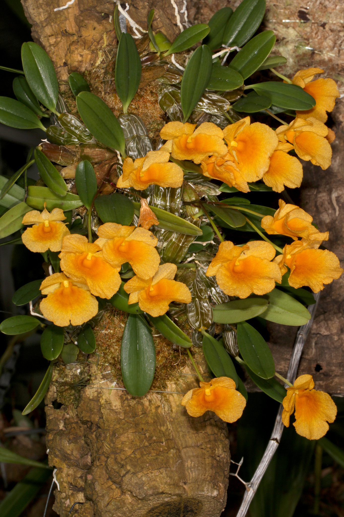 Cẩm nang các loại hoa phong lan Kiều Thủy Tiên
