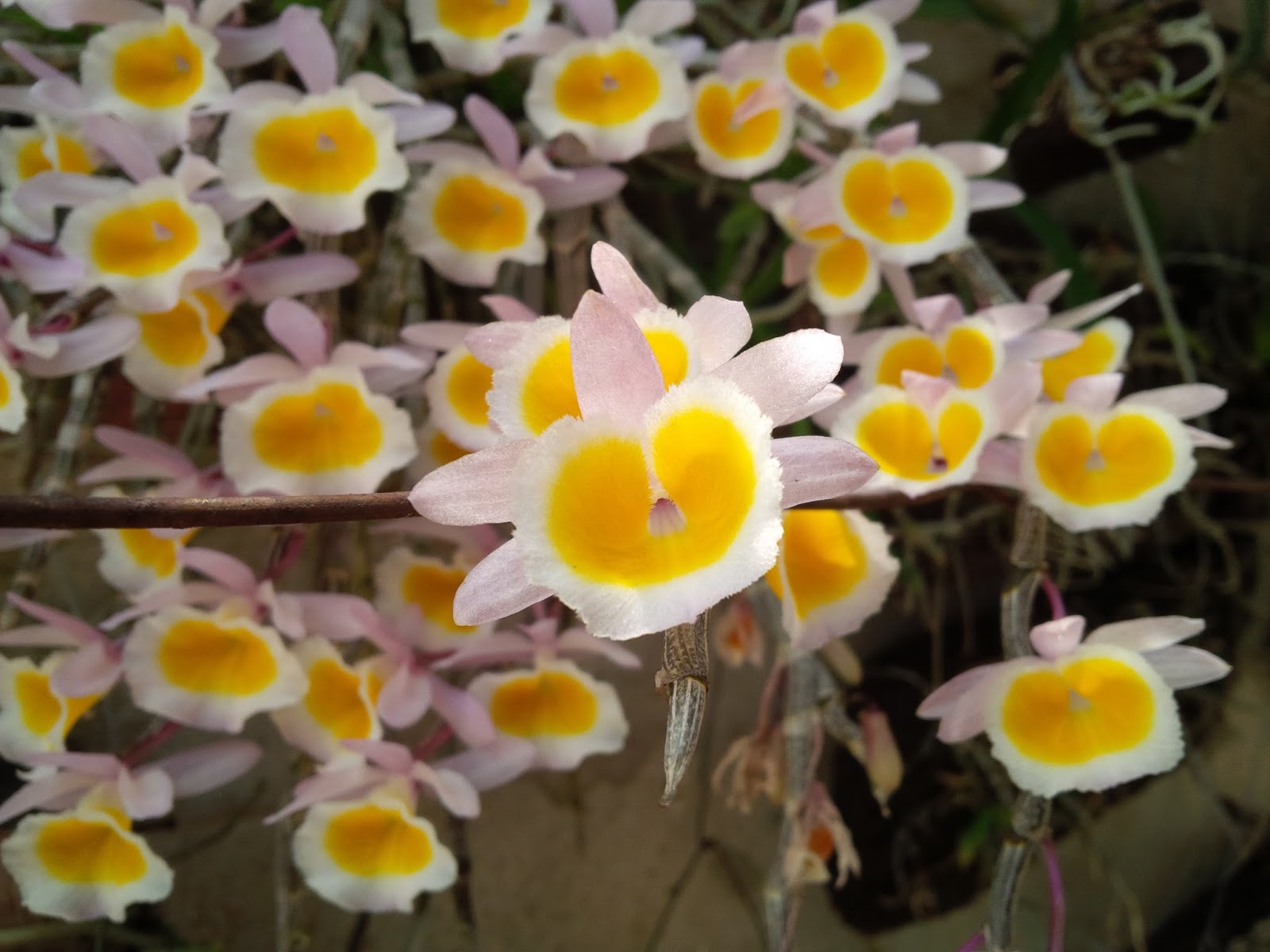 Cách phân biệt lan Hoàng thảo vôi và Long tu lào