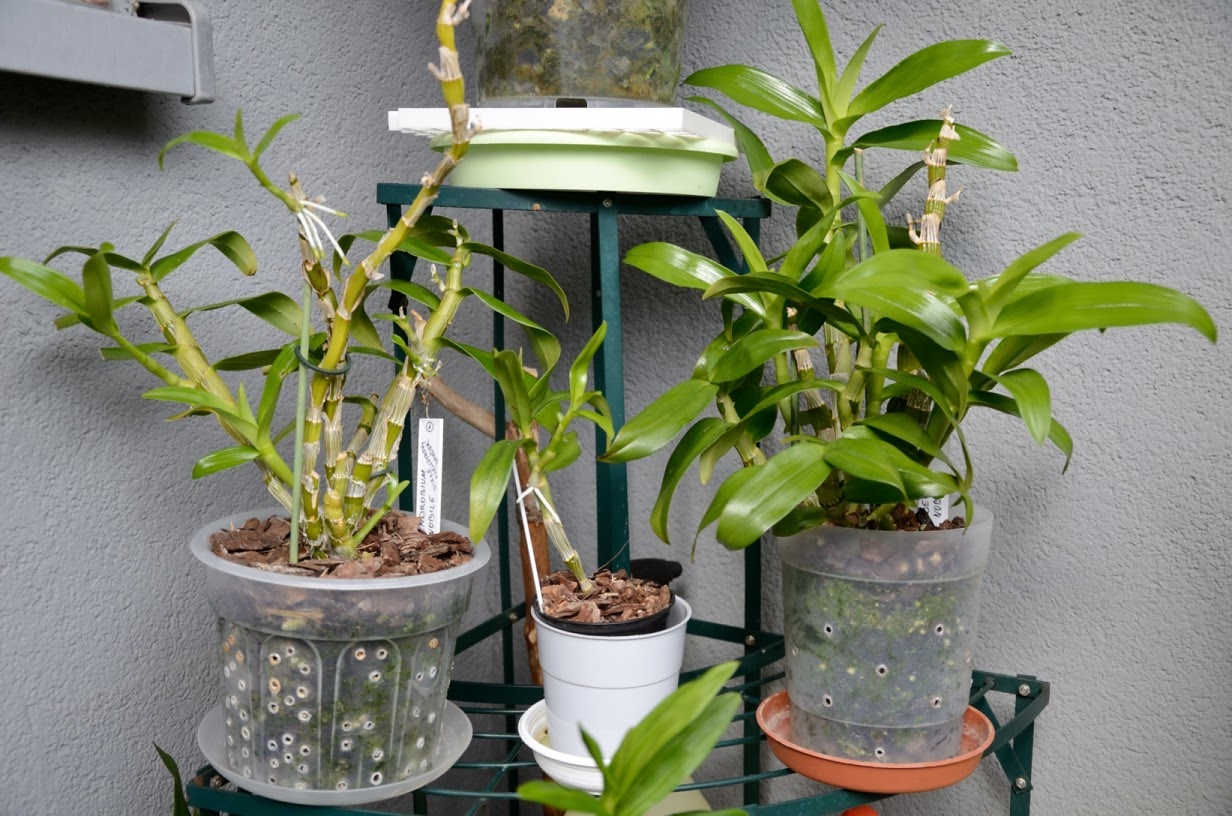 Vai trò các chất dinh dưỡng đối với phong lan