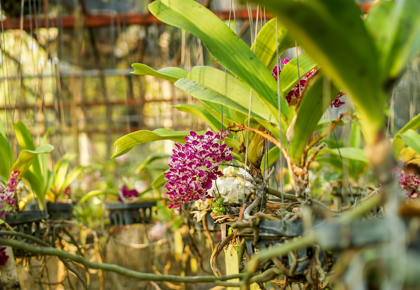 Hướng dẫn cách ghép lan Ngọc điểm đúng kỹ thuật