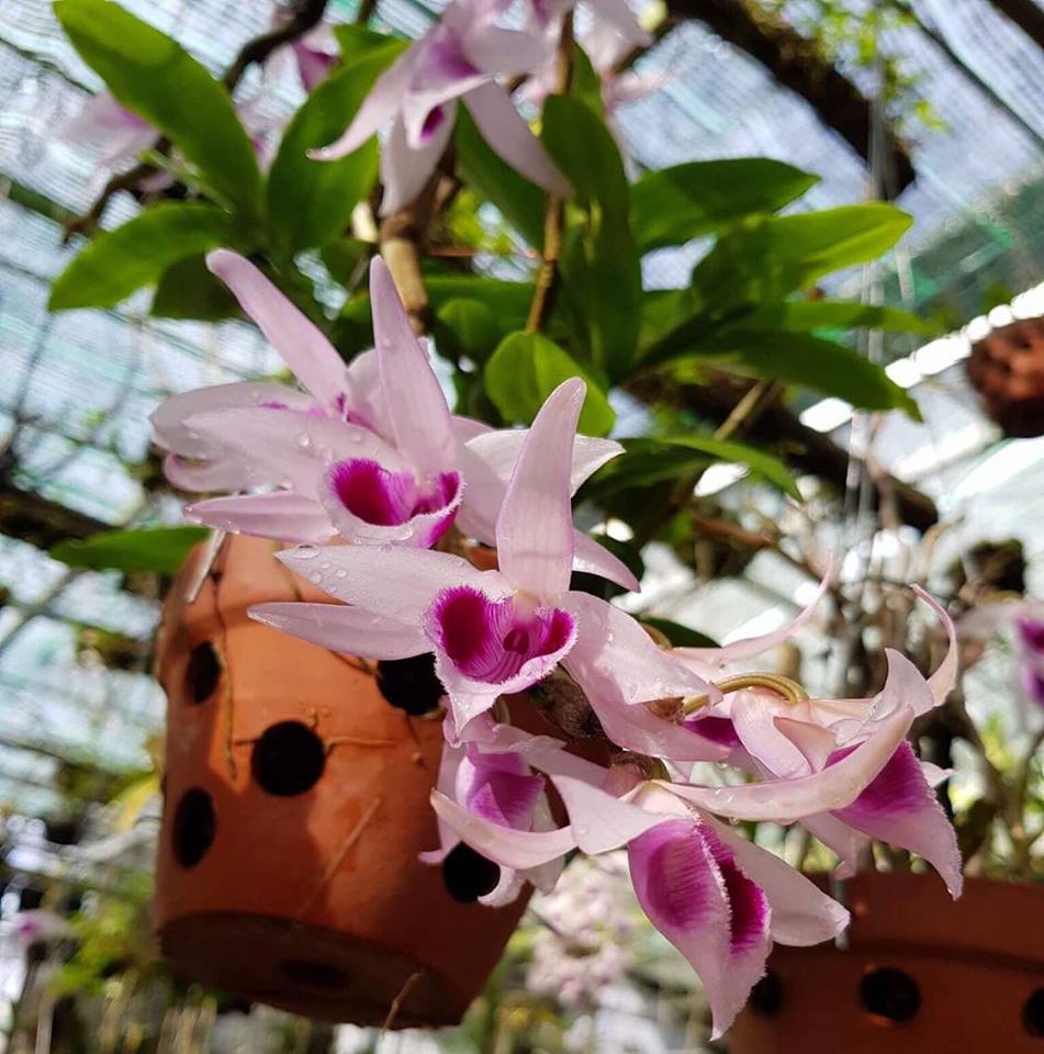 Lan Giả hạc theo vùng miền 