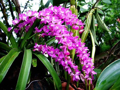 Vẻ đẹp và kỹ thuật trồng lan hồng dâu