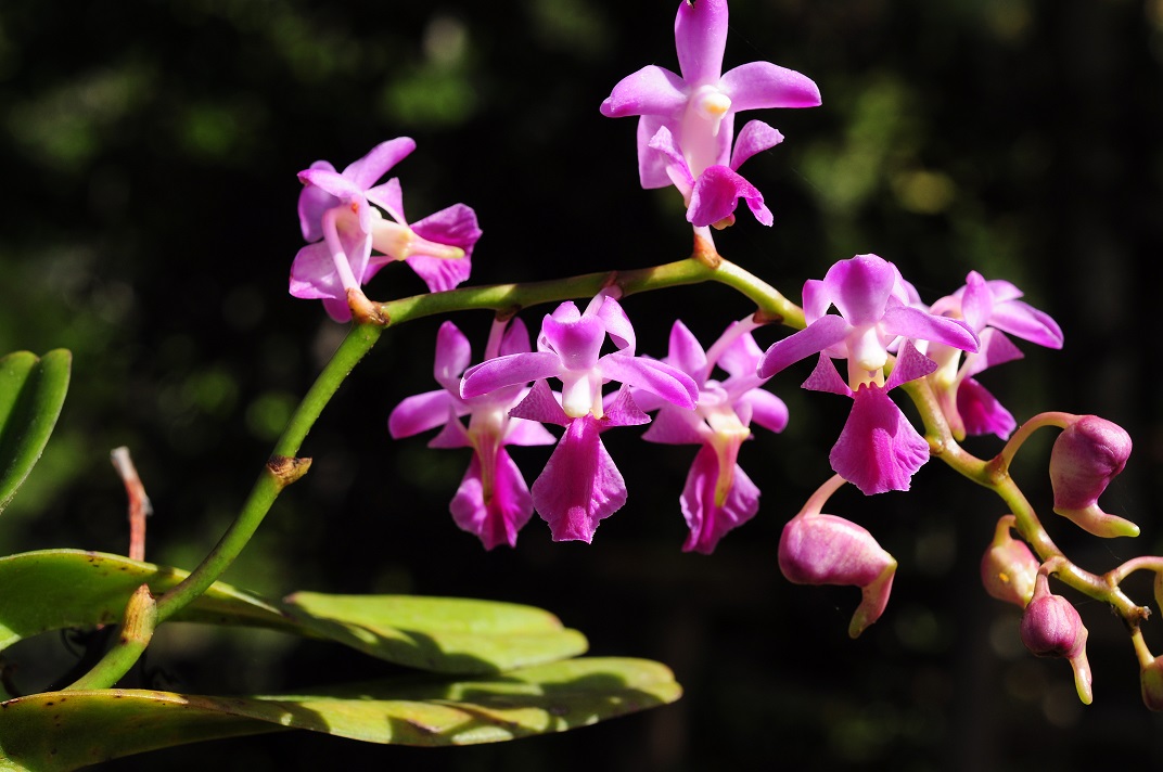 Hướng dẫn cách trồng lan Giáng hương hồng sắc