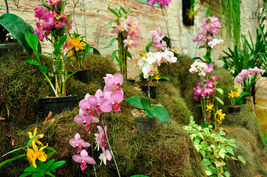 Khám phá các loài hoa phong lan lai tạo phổ biến