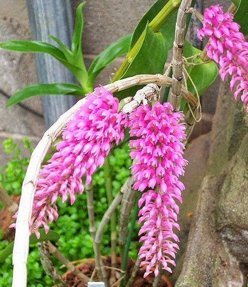 Trồng và chăm sóc lan Hoàng thảo Báo Hỷ