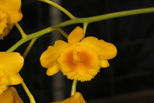 Hướng dẫn cách trồng lan Hoàng thảo Hoàng lạp