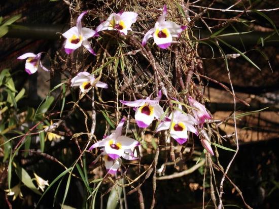 Học cách trồng lan Hoàng thảo trúc mành hoang dã