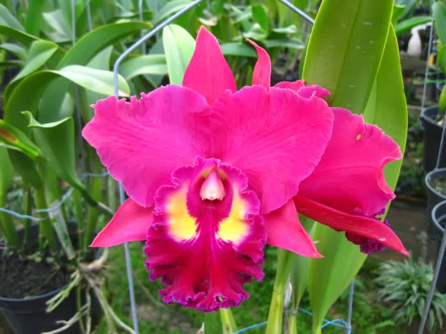 Phân bón lan Cattleya con và cây tách chiết