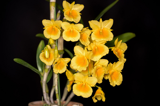 Hướng dẫn cách trồng lan Kim điệp rực rỡ