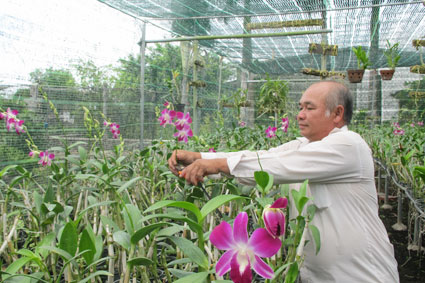 Chuyển giao 02 mô hình trồng lan Dendrobium và Mokara giúp nông dân nâng  cao thu nhập tại huyện Bình Chánh