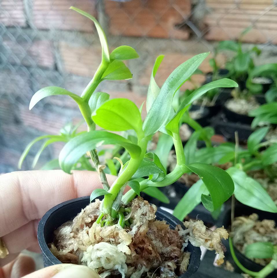 Một số nguyên nhân làm chết lan cấy mô