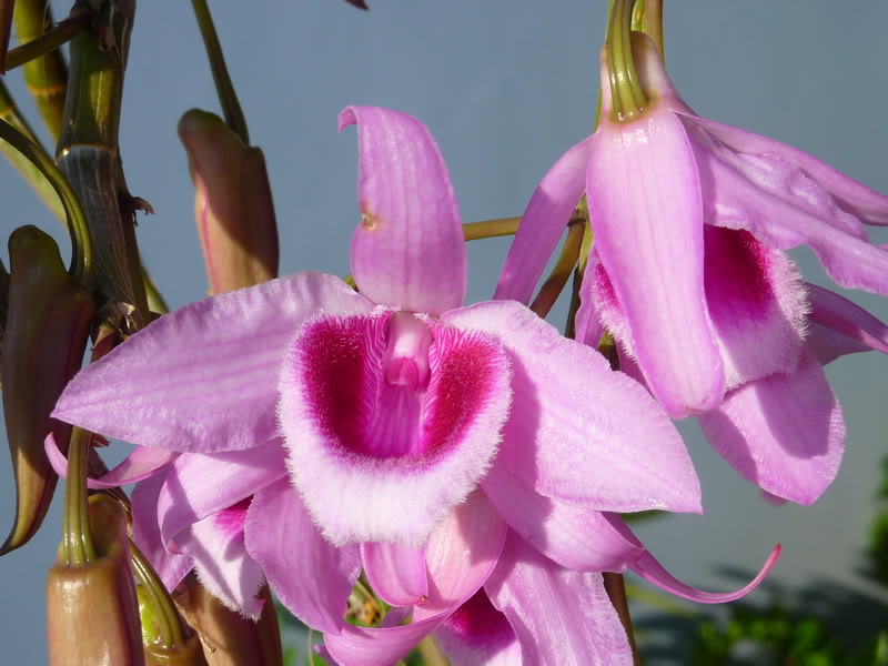 Điểm danh những loại lan có mùi thơm