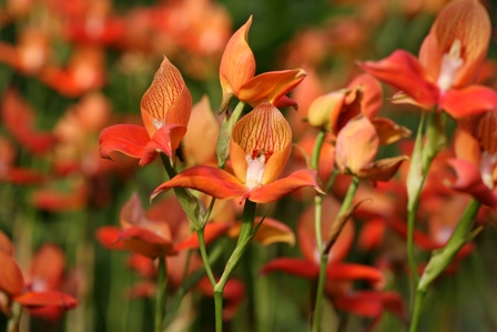 Tìm hiểu về lan đất Disa uniflora