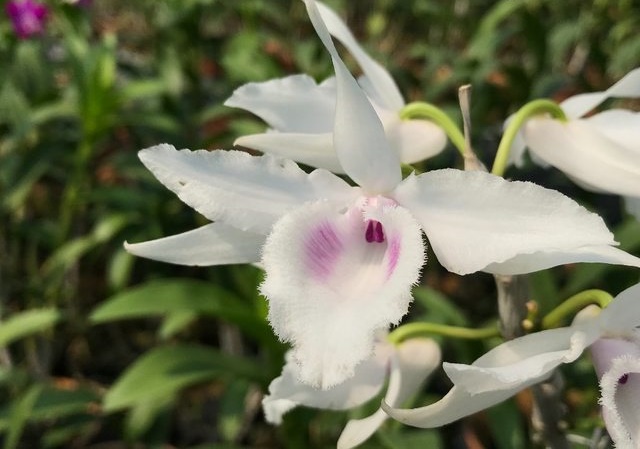 Khám phá dòng lan đột biến Var, Alba, Semi Alba