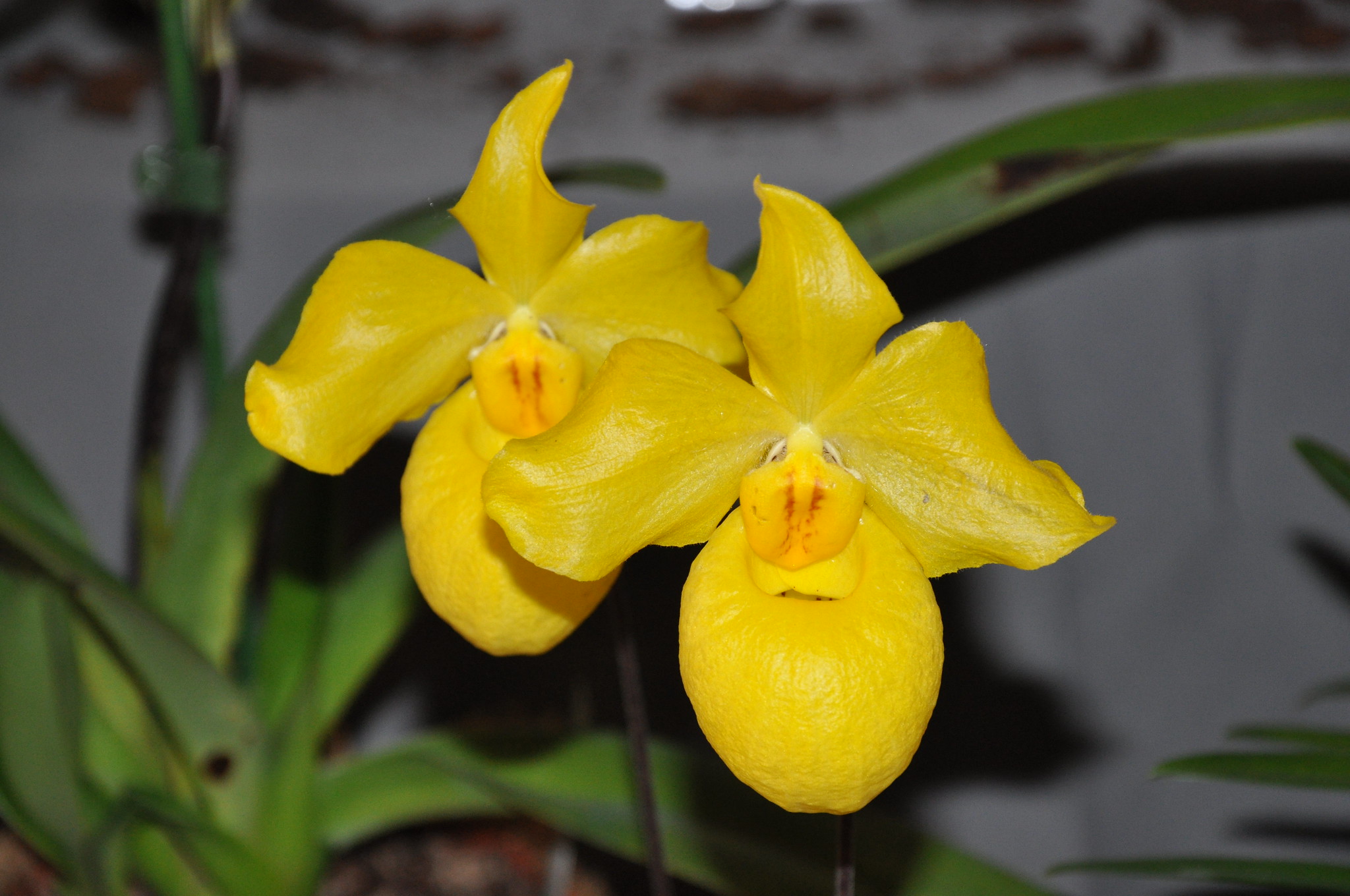 Hướng dẫn cách chăm sóc lan hài mốc vàng