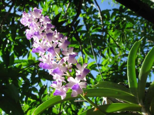 Hướng dẫn trồng và chăm sóc lan Hải yến