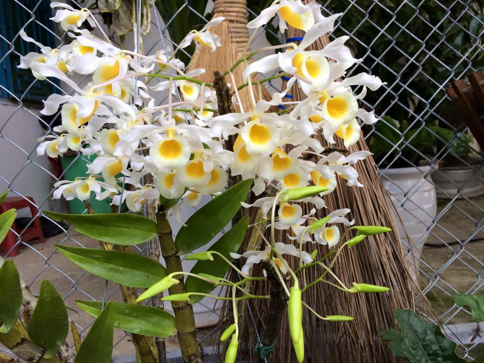 Bí quyết trồng và chăm sóc lan Hoàng phi hạc 