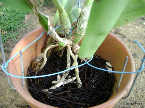 Tìm hiểu cách cây lan hút nước và muối khoáng