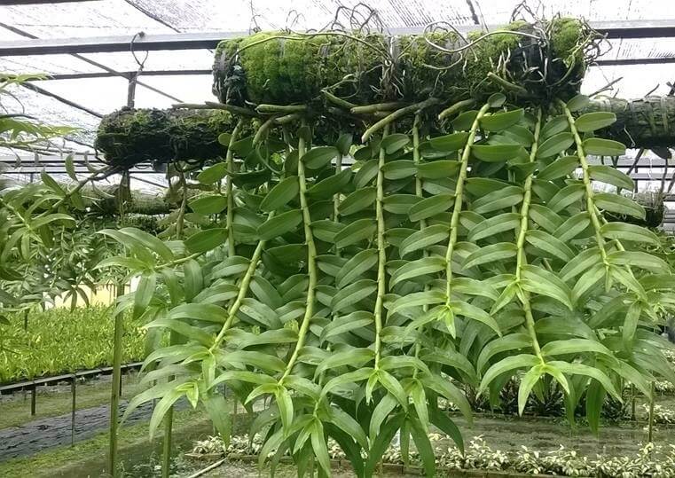 Nguyên nhân lan không ra hoa