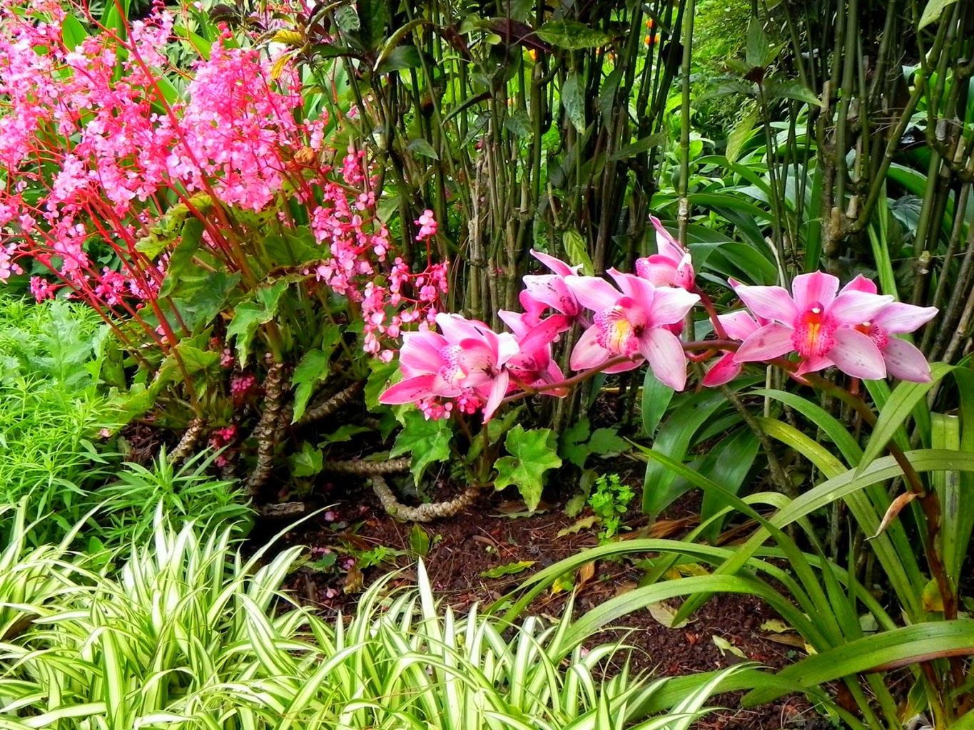 cách trồng và chăm sóc hoa lan rừng